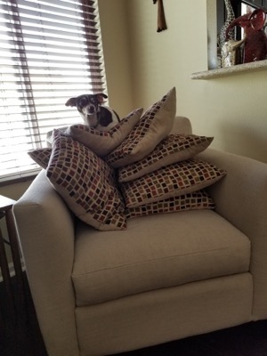 IMG_4248.jpg Mocha and her tower of throw pillows