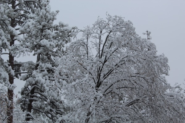 A lovely snowy picture of Idyllwild, CA