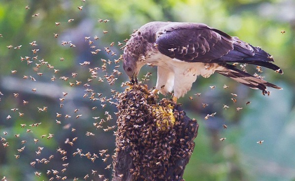 Oriental Honey Buzzard raiding a bee's nest.