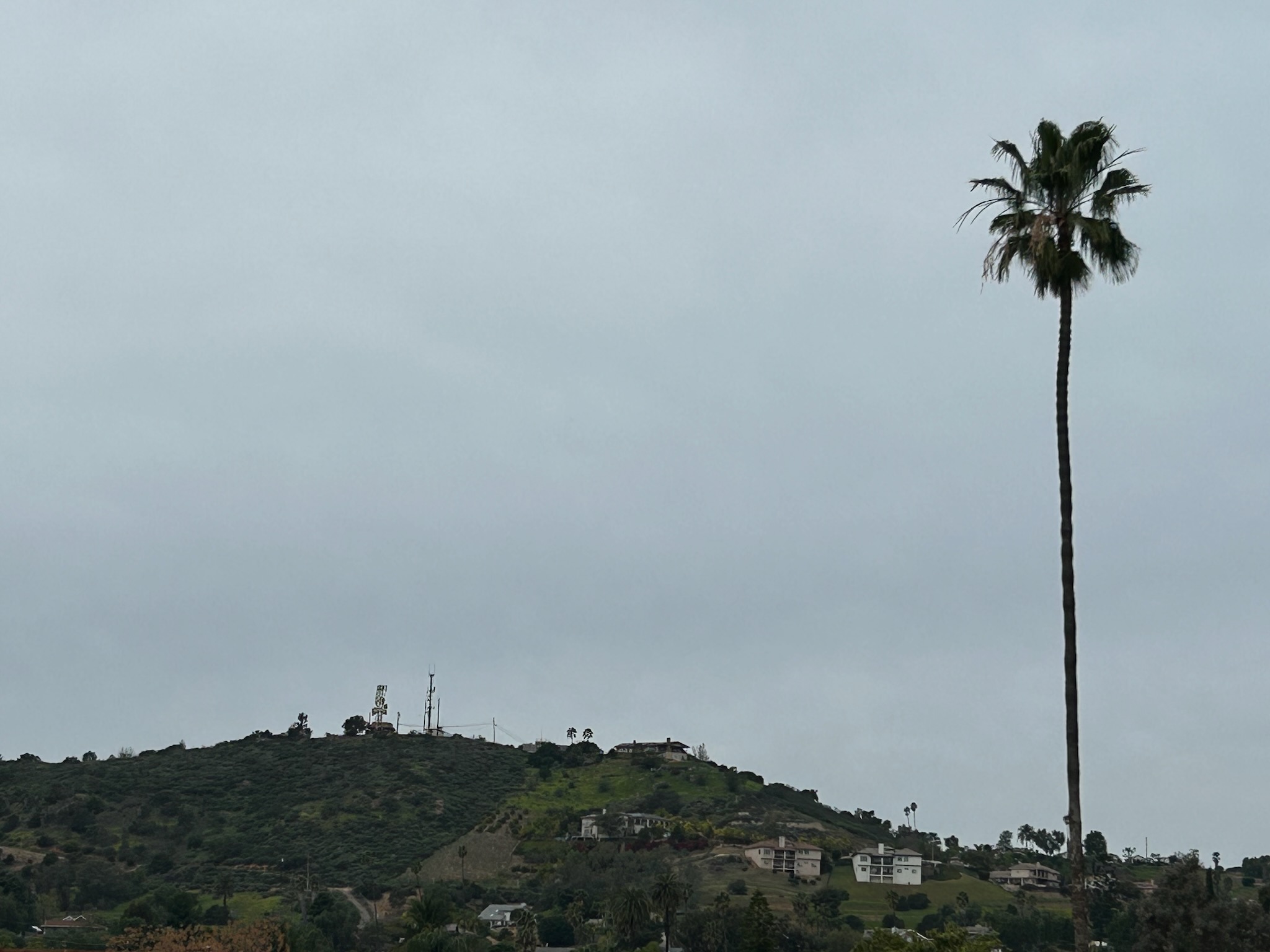 Overcast afternoon photo of nearby foothills topped by cell towers with a very tall palm tree in the foreground.