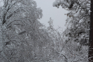 A lovely winter snow scene taken at Thanksgiving. 