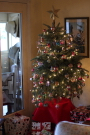 A lovely photo of a fairly short and extremely dry Christmas tree