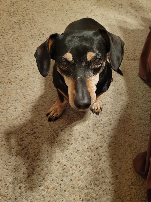 A fine picture of a grumpy pup.