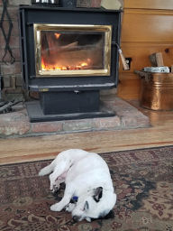 petey sleeping in front of the fireplace